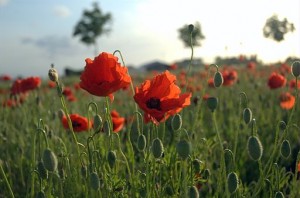 Poppies_Field_in_Flanders
