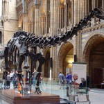 Diplodocus Skeleton London Museum