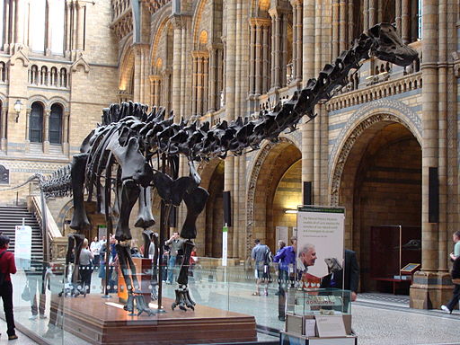 Diplodocus Skeleton London Museum