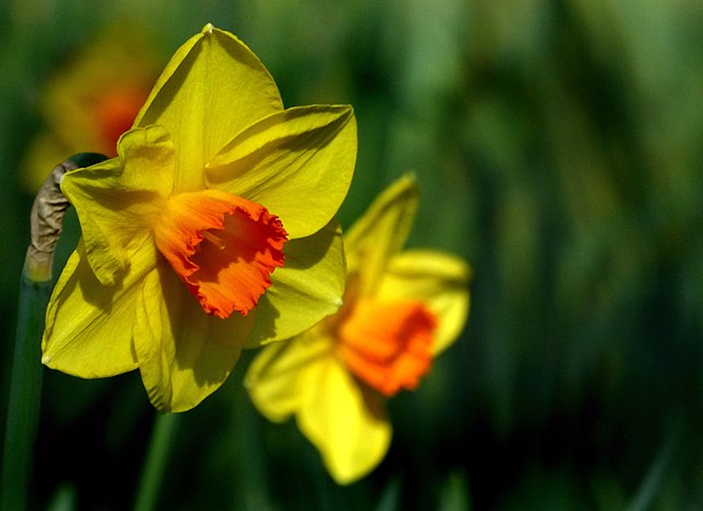 Daffodils