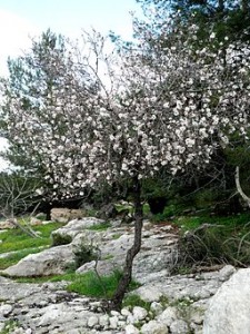 Dayr_Aban_Almond_Tree_