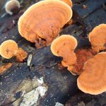 The Internet of Fungi