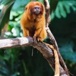 Language Variety from Marmoset to Man