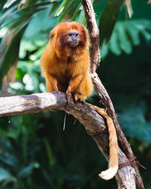 Language Variety from Marmoset to Man