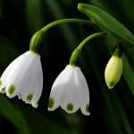 Snowdrops