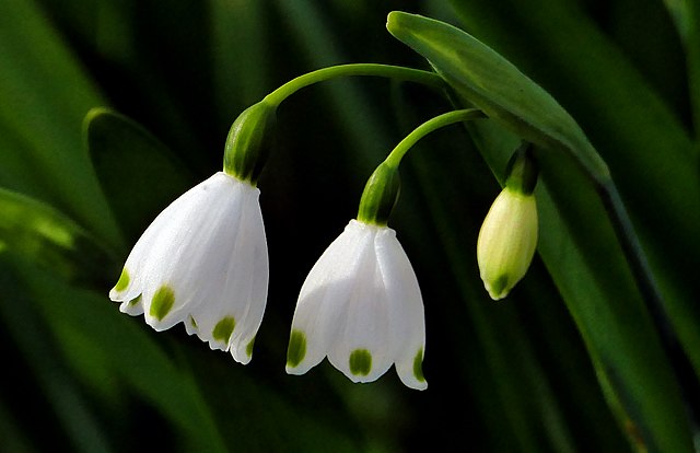 Snowdrops