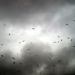Birds against darkened sky