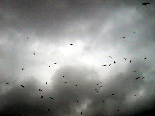 Birds against darkened sky